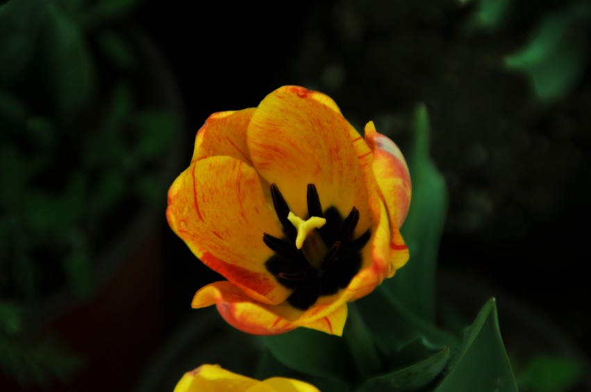 DSC_0050_conew1.jpg