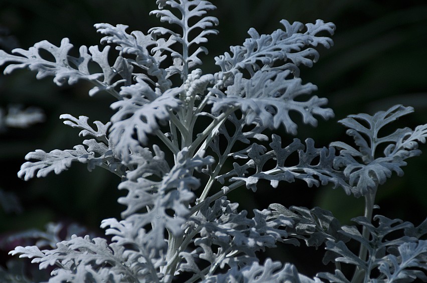 DSC_0095_conew1.jpg