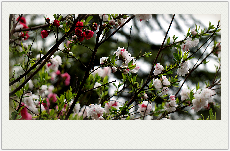DSC00580_副本.jpg