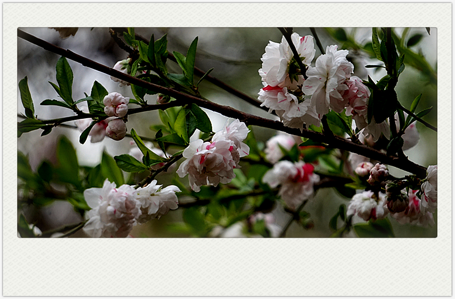 DSC00600_副本.jpg