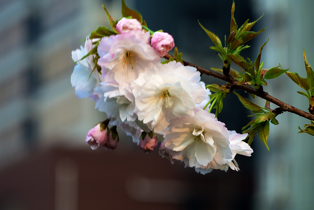DSC_0487副本.jpg