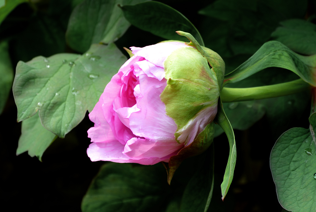 DSC_0433副本.jpg