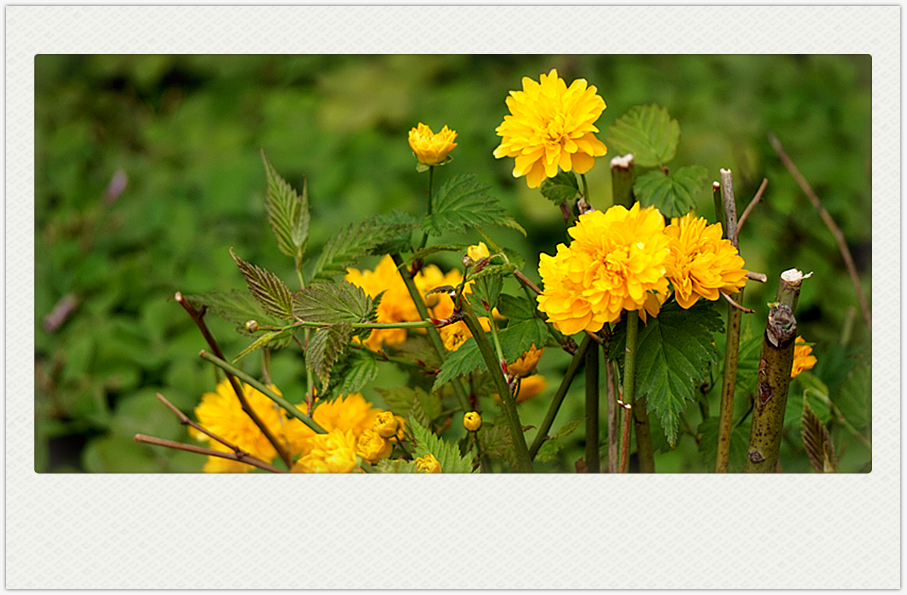 DSC00668_副本.jpg