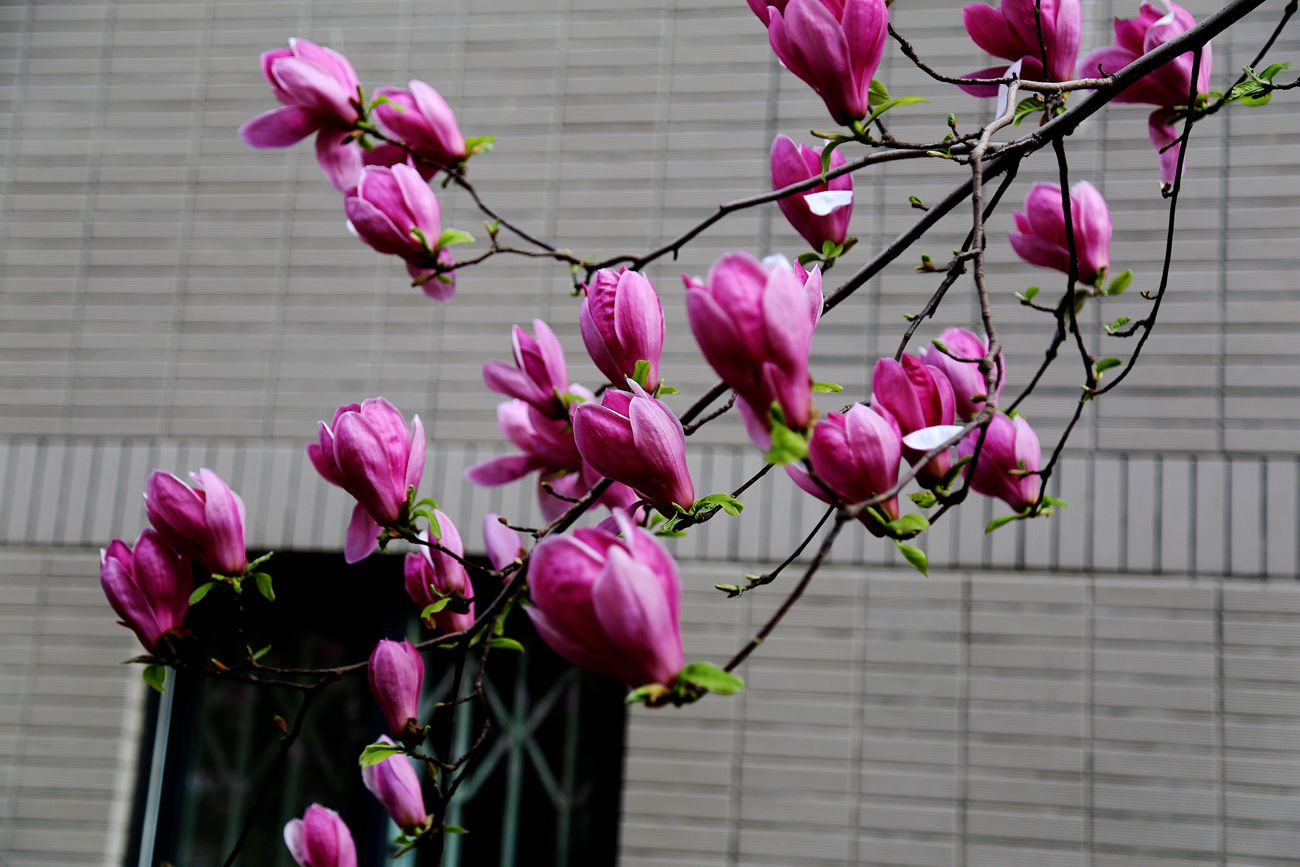 IMG_1818_副本.jpg