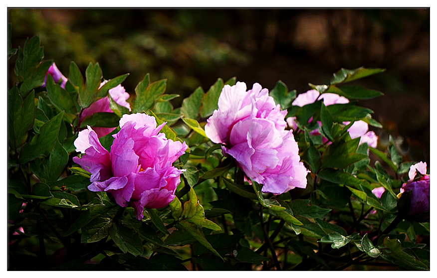 DSC00693_副本.jpg