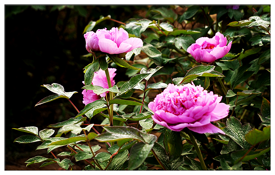 DSC00727_副本.jpg