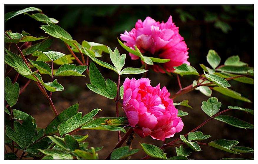 DSC00720_副本.jpg