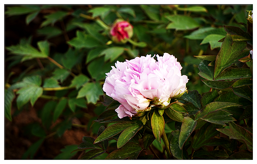 DSC00700_副本.jpg