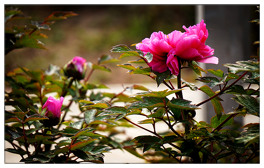 DSC00729_副本.jpg