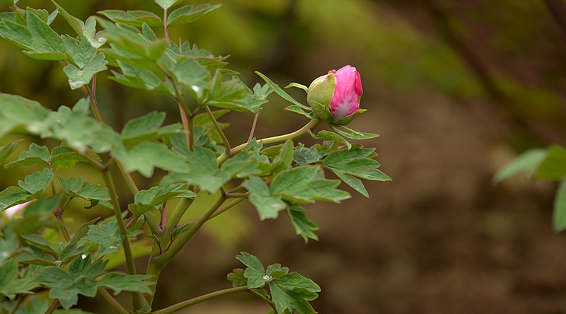 DSC_4114_副本.jpg