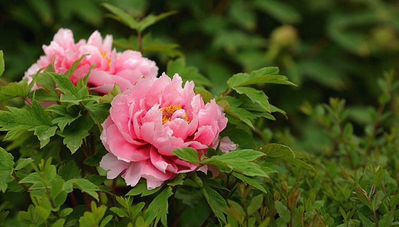 DSC_3946_副本.jpg