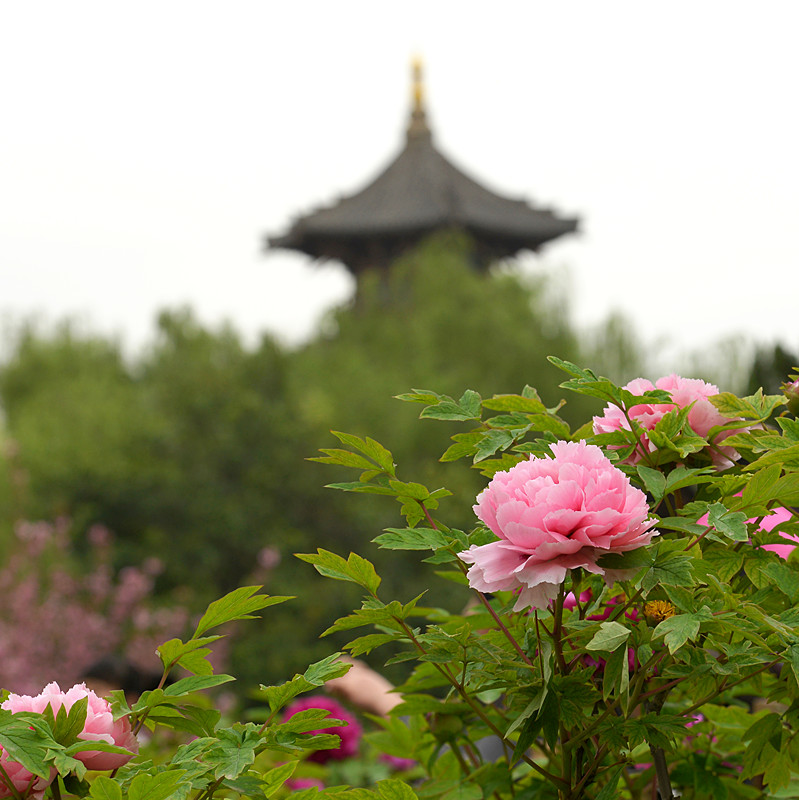 DSC_4012_副本.jpg