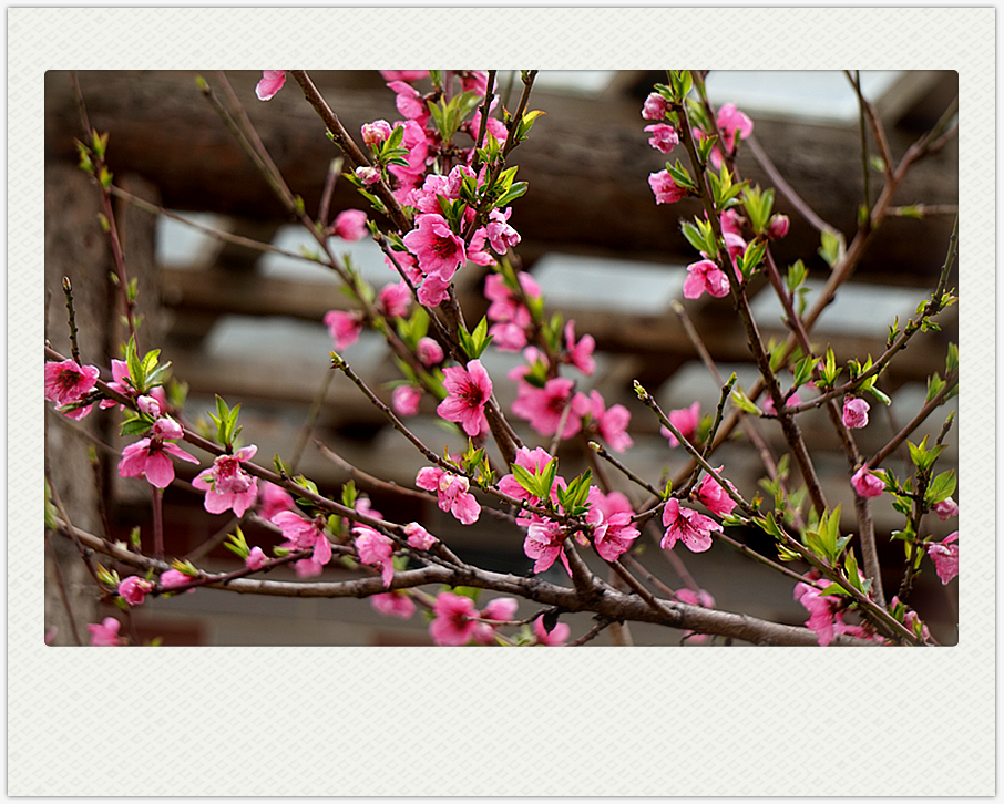 DSC00640_副本.jpg