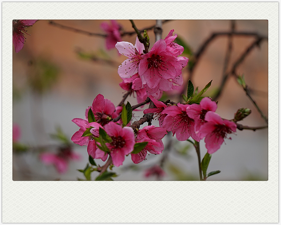 DSC00630_副本.jpg