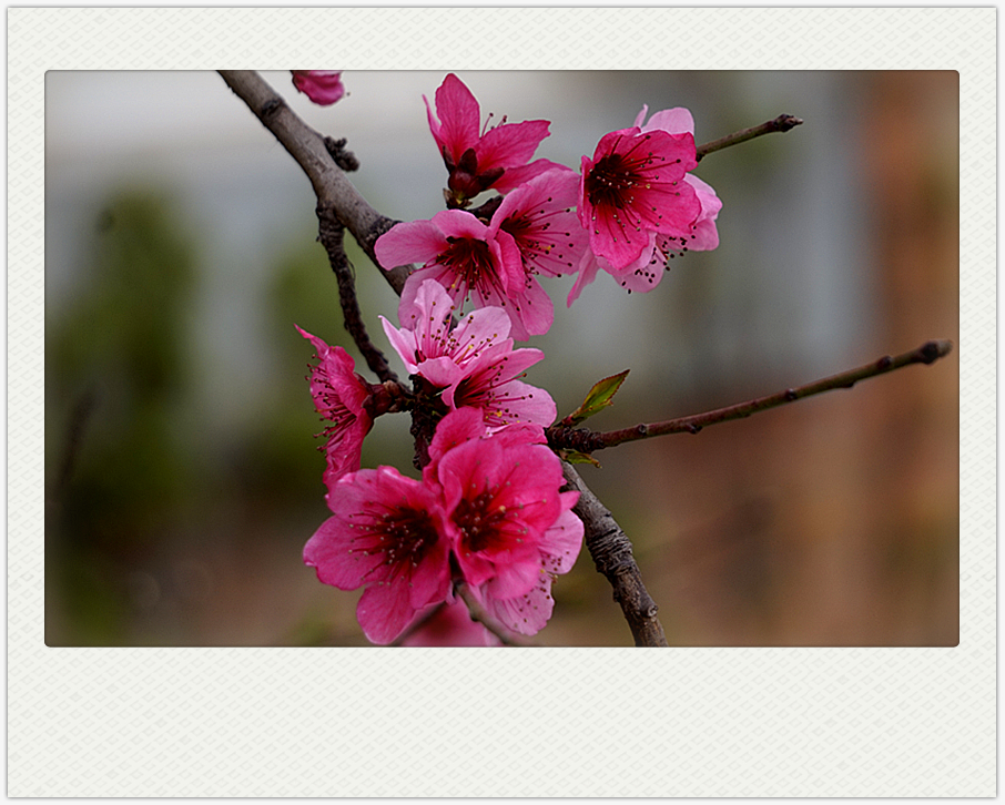 DSC00609_副本.jpg