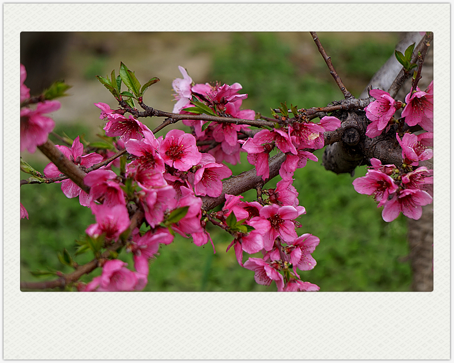 DSC00635_副本.jpg