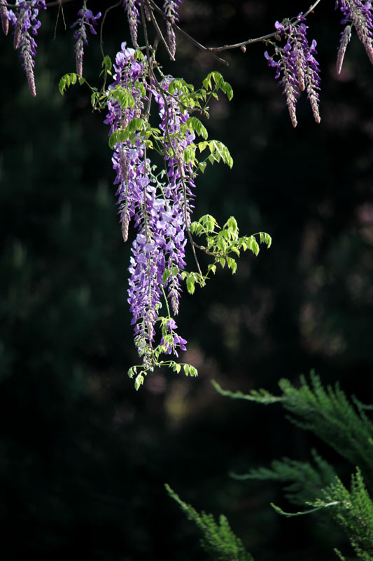 IMG_9625.jpg