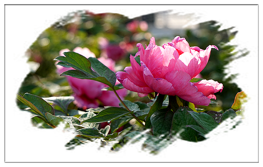 DSC00817_副本.jpg