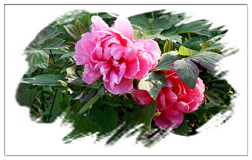 DSC00815_副本.jpg