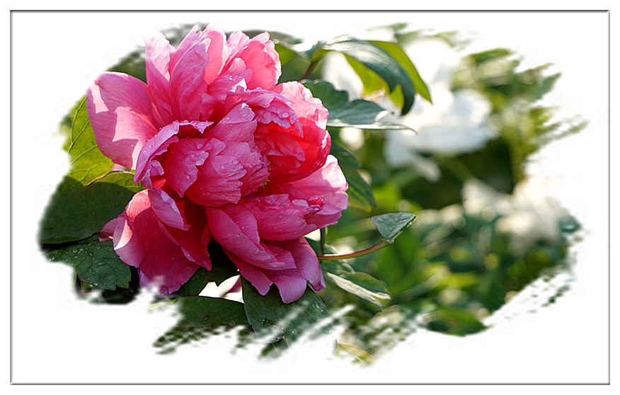 DSC00799_副本.jpg