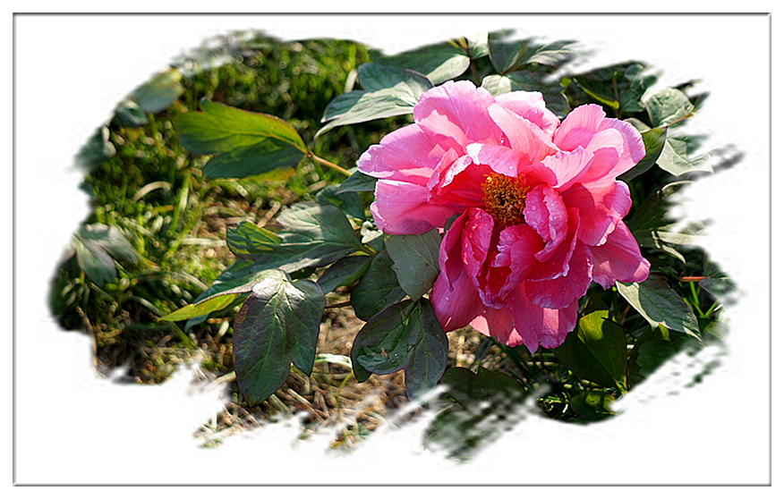 DSC00801_副本.jpg