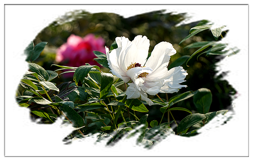 DSC00803_副本.jpg