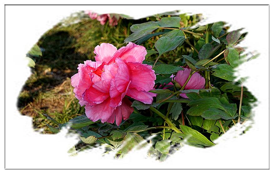 DSC00809_副本.jpg