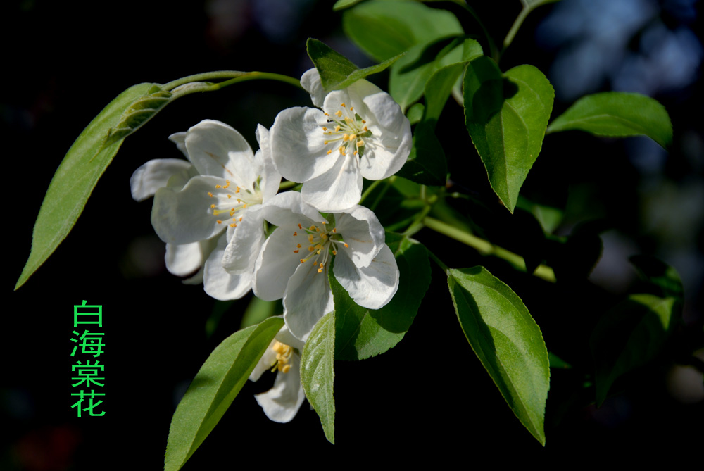 海棠 花 (9).jpg