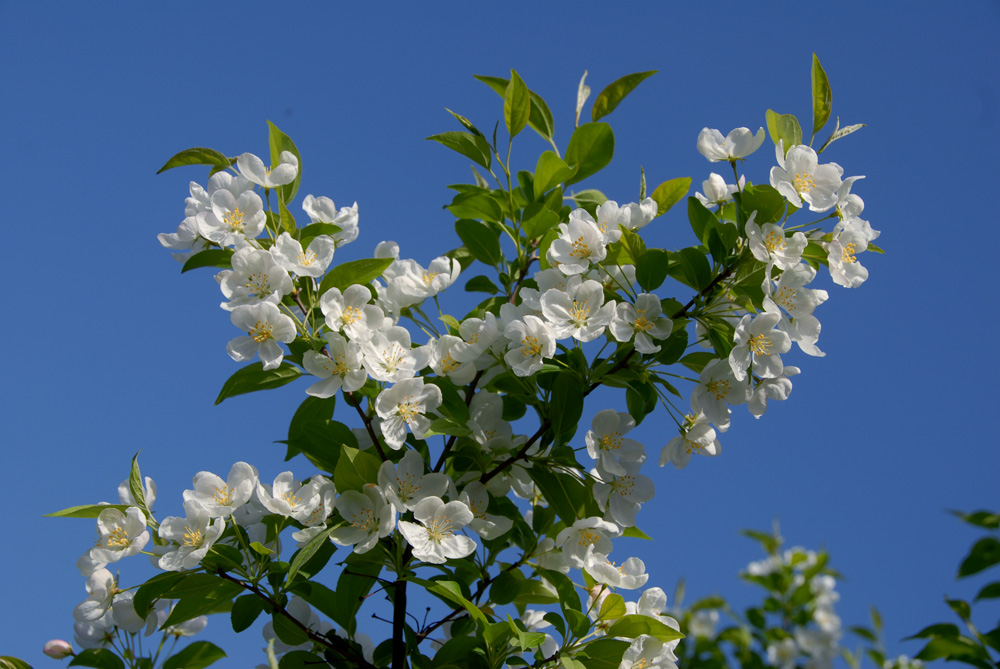 海棠 花 (10).jpg