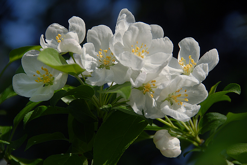 海棠 花 (14).jpg