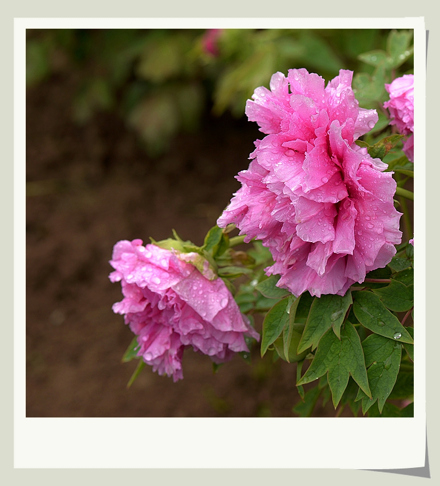 DSC_4294_副本.jpg