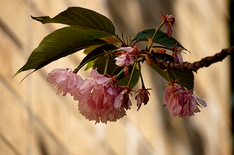 DSC00825_副本.jpg