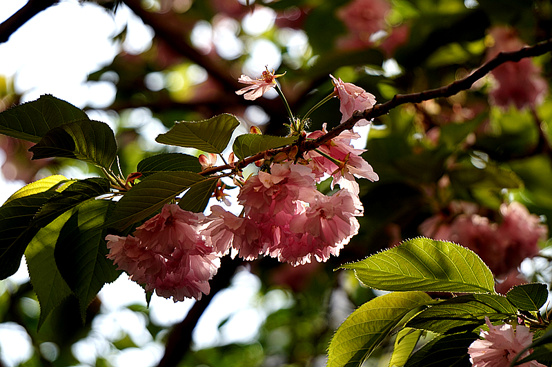 DSC00833_副本.jpg