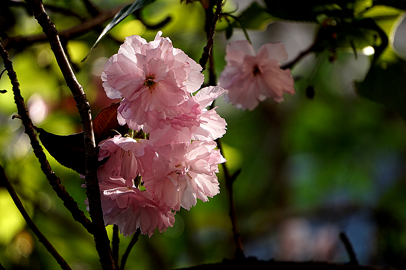 DSC00836_副本.jpg