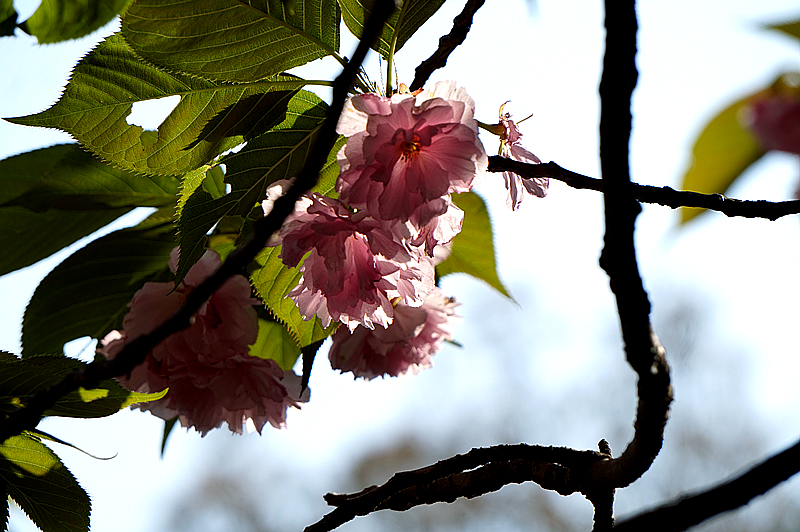 DSC00837_副本.jpg