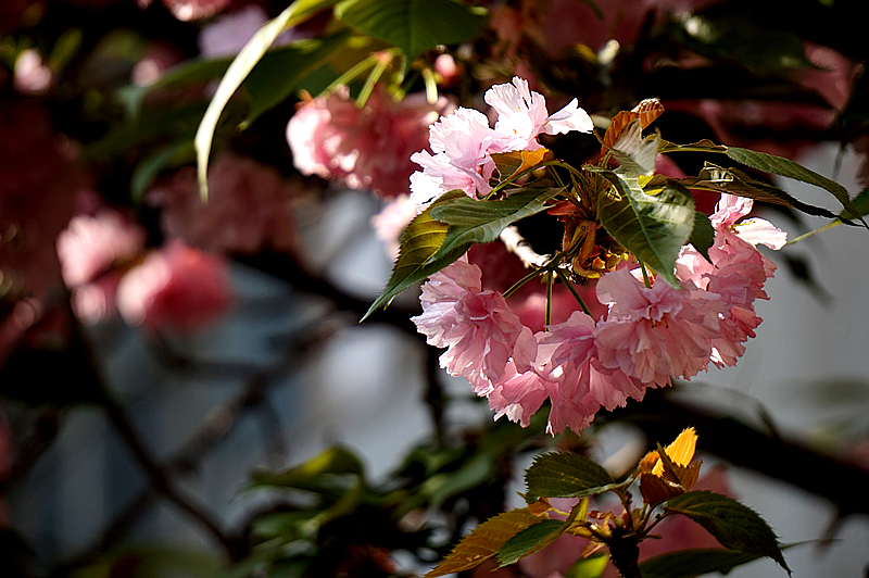 DSC00839_副本.jpg