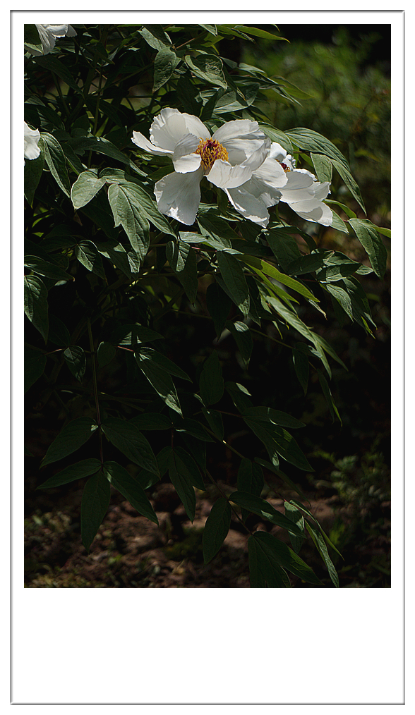 DSC01197_副本.jpg
