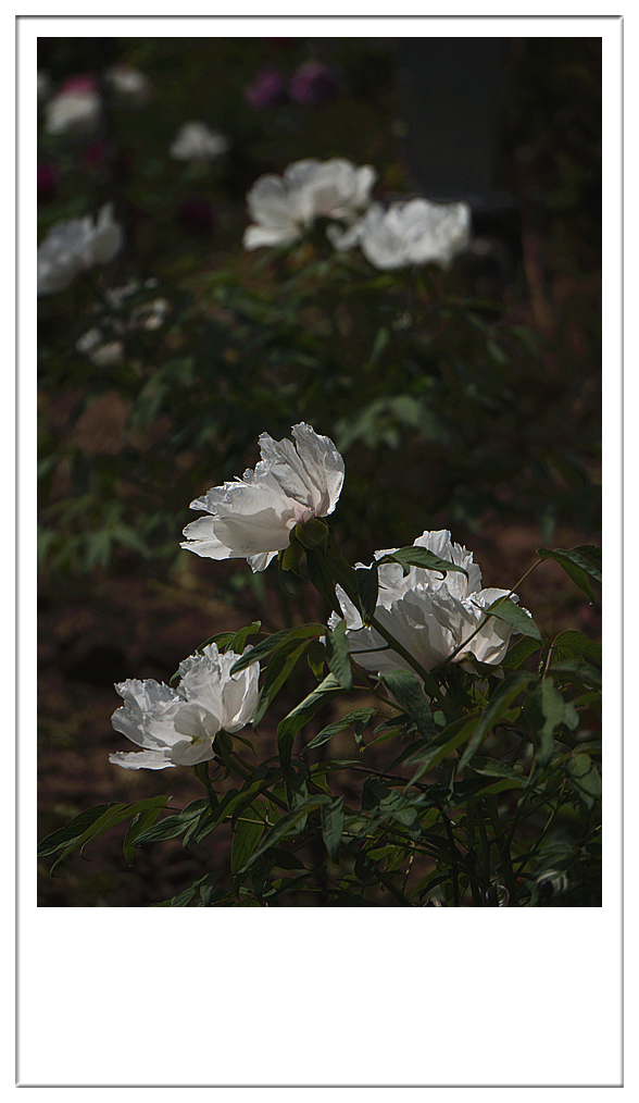 DSC01198_副本.jpg