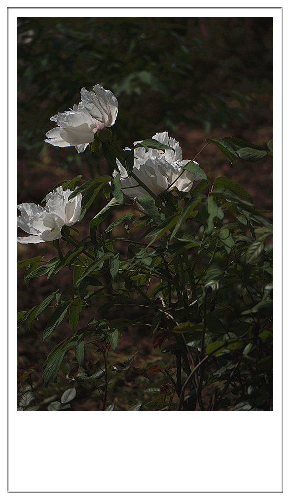 DSC01199_副本.jpg