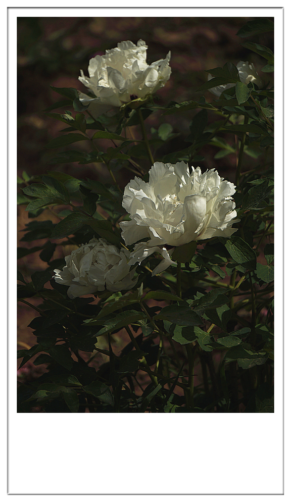 DSC01200_副本.jpg