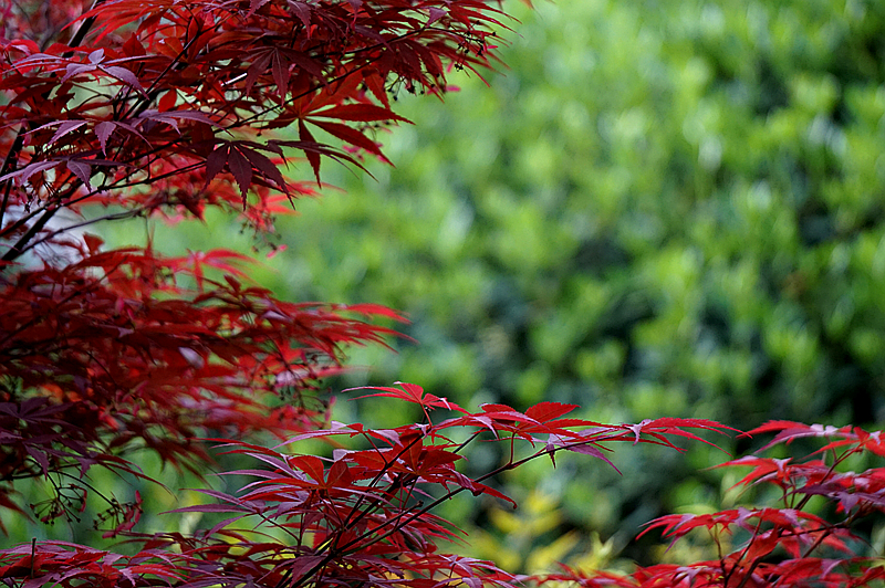 DSC00900_副本.jpg