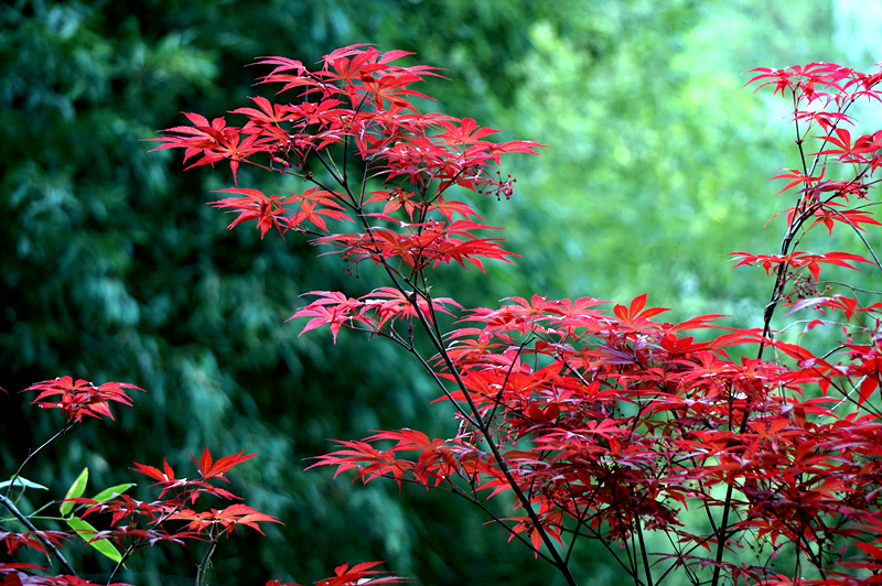 DSC00901_副本.jpg