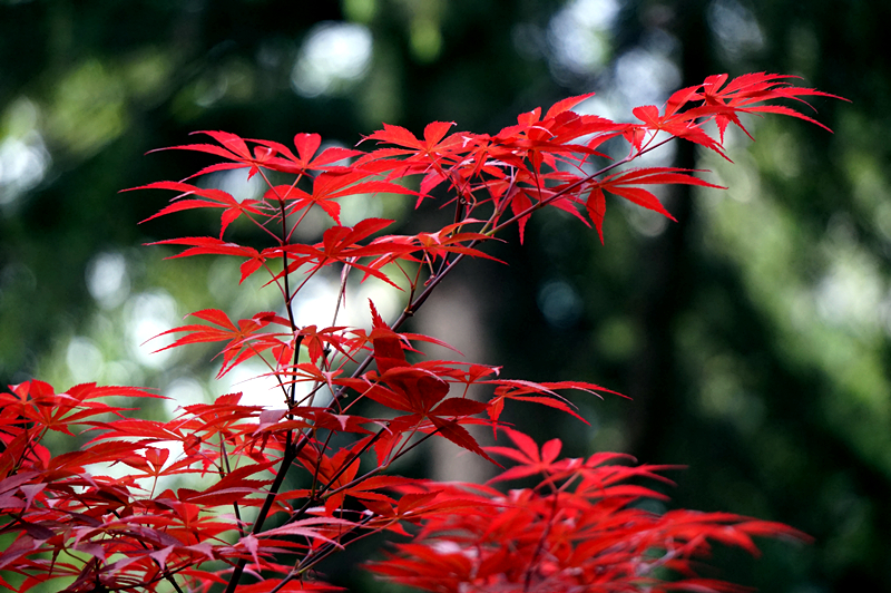DSC00906_副本.jpg