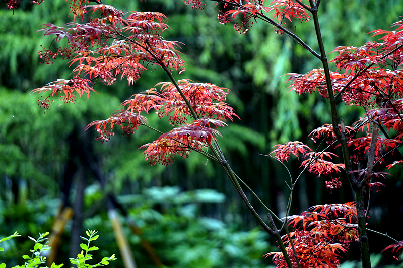 DSC00908_副本.jpg