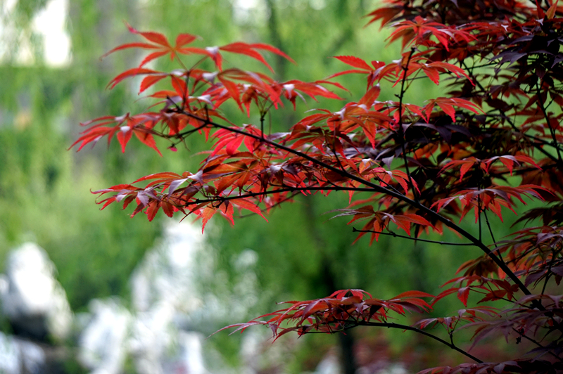 DSC00911_副本.jpg