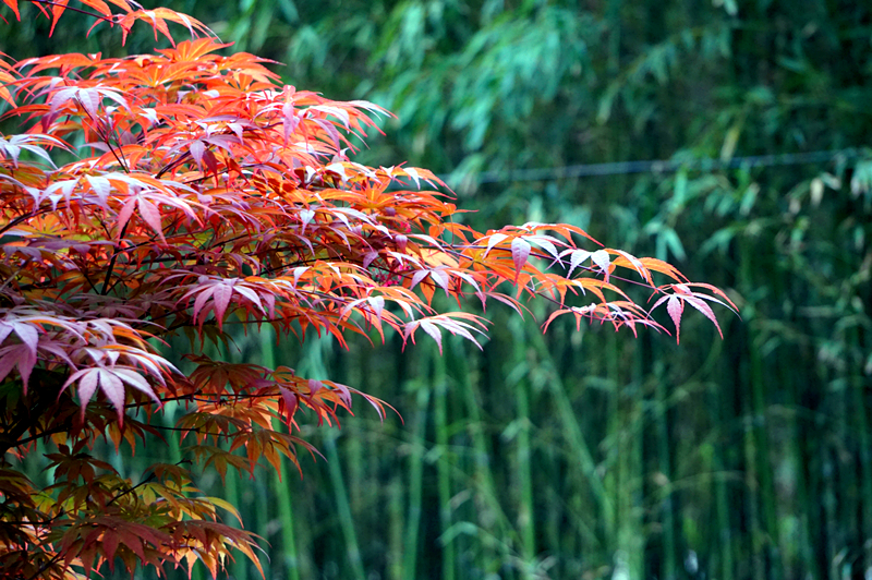 DSC00912_副本.jpg