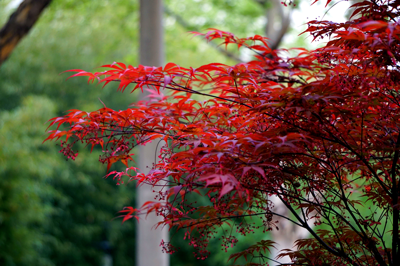 DSC00913_副本.jpg