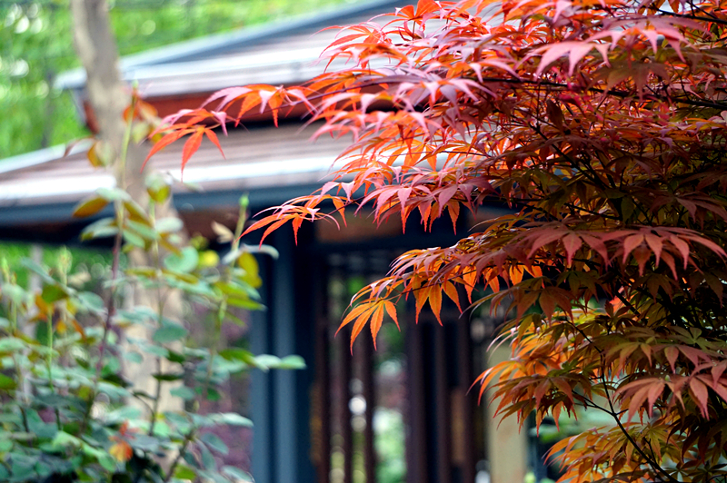 DSC00914_副本.jpg