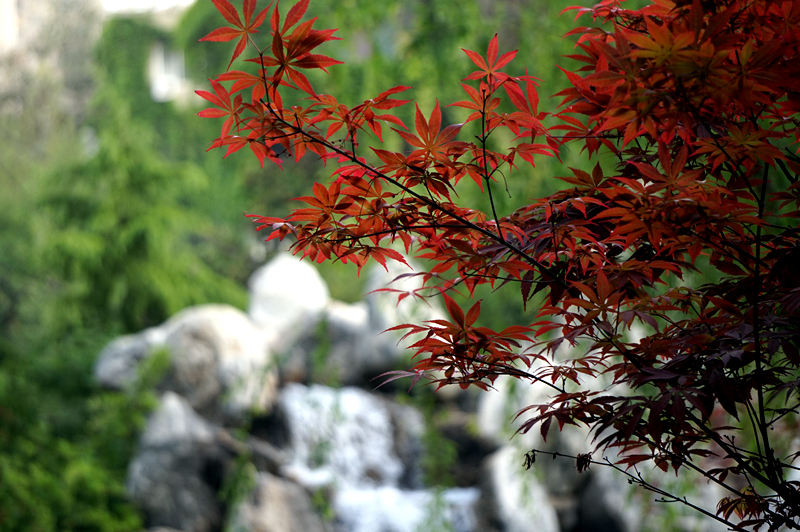 DSC00915_副本.jpg