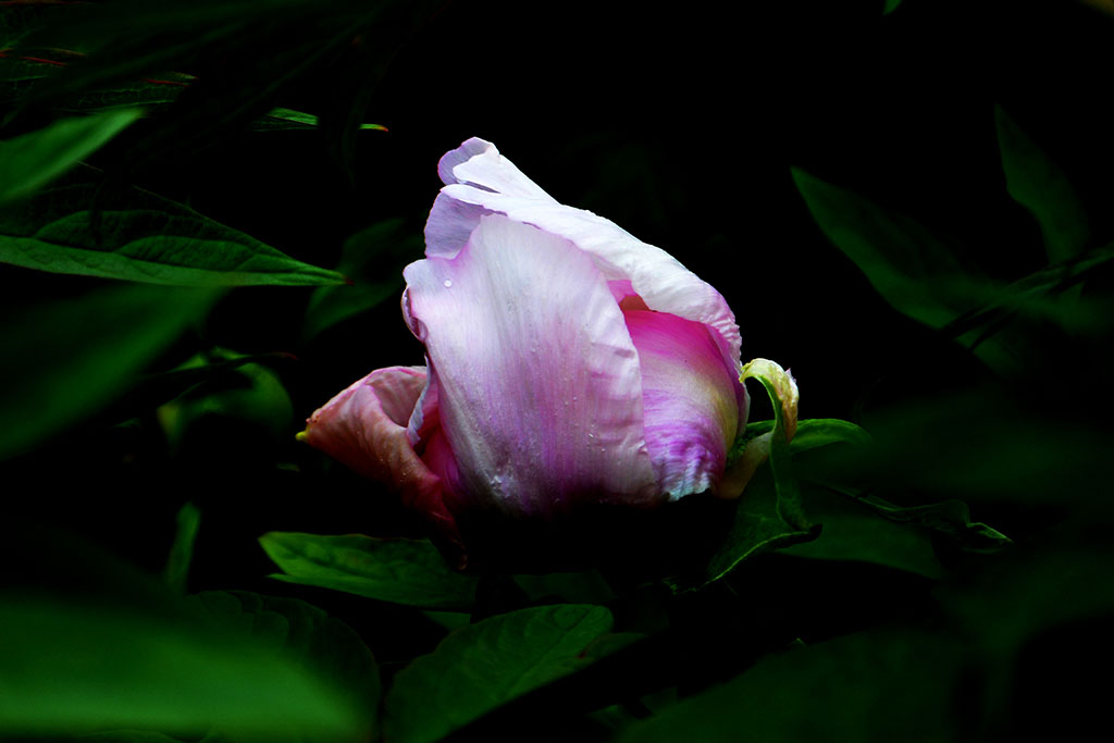 DSC_6514.副本.jpg